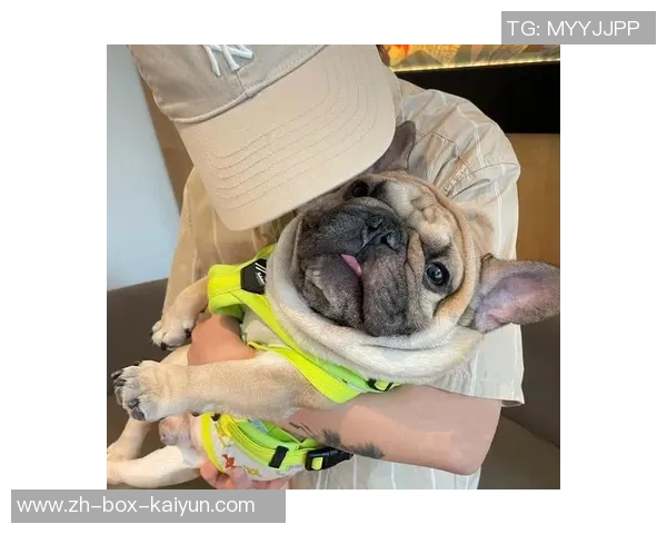 让狗狗爱上运动的秘密武器狗玩具足球让它快乐奔跑不停歇